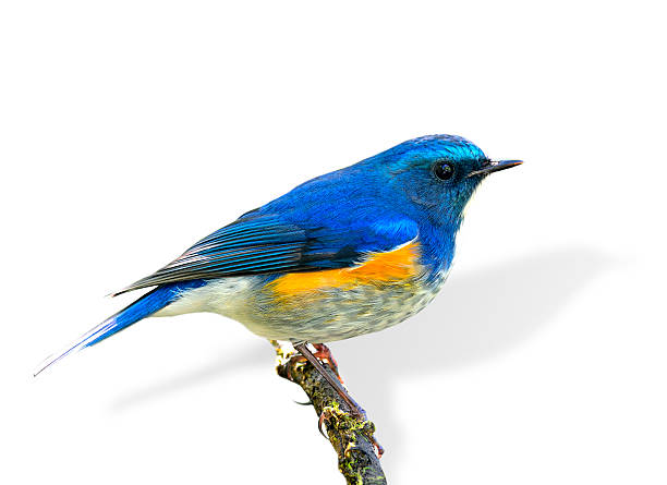 istock Himalayan Bluetail (tarsiger rufilatus) or orange-flanked bush r 490311760