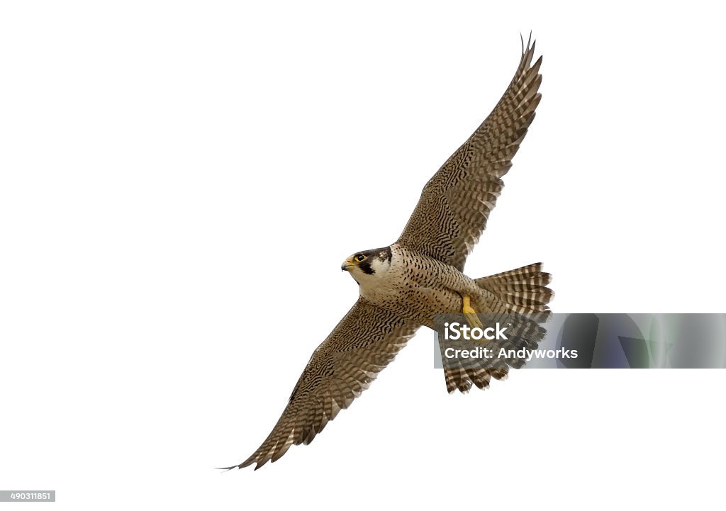 Flying Peregrine Falcon (Falco peregrinus) Flying Peregrine Falcon (Falco peregrinus) against a white background. Falcon - Bird Stock Photo