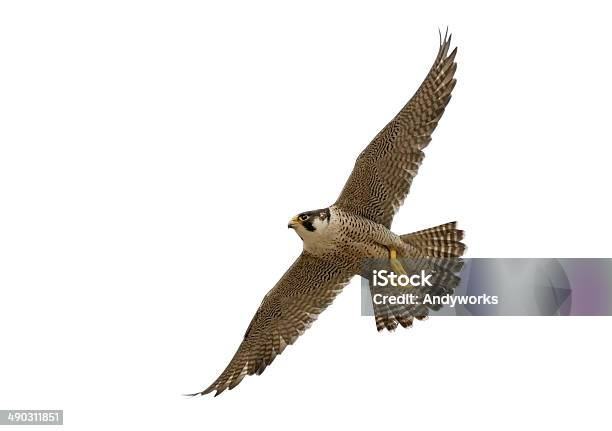 Flying Peregrine Falcon Stock Photo - Download Image Now - Falcon - Bird, Peregrine Falcon, Cut Out