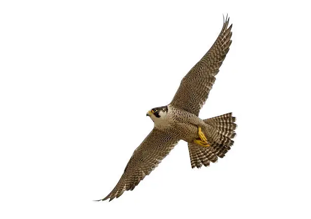 Flying Peregrine Falcon (Falco peregrinus) against a white background.