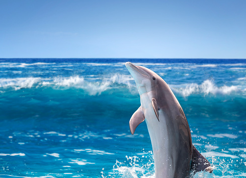 close up of a Dolphin with atlantic background and clear bluy sky