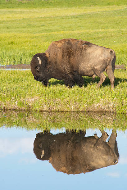 istock Vertical-water reflection of large Bison in a clear pond. 490312048