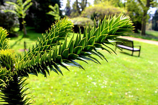 Monkey puzzle tree branch in garden (Chilean pine / Araucaria araucana) Close-up photo showing the prickly detail of 'leaves' / needles at the end of a branch on a large monkey puzzle tree, pictured against a garden lawn. Monkey puzzle trees are also known as Chilean pines, pehuens or monkey tail trees, while the Latin name is: Araucaria araucana. araucaria araucana flower stock pictures, royalty-free photos & images