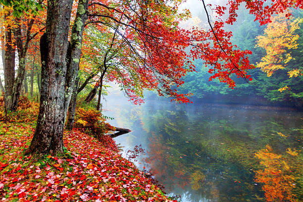 vibrant autumn colors along a small stream in new hampshire - concord new hampshire stockfoto's en -beelden