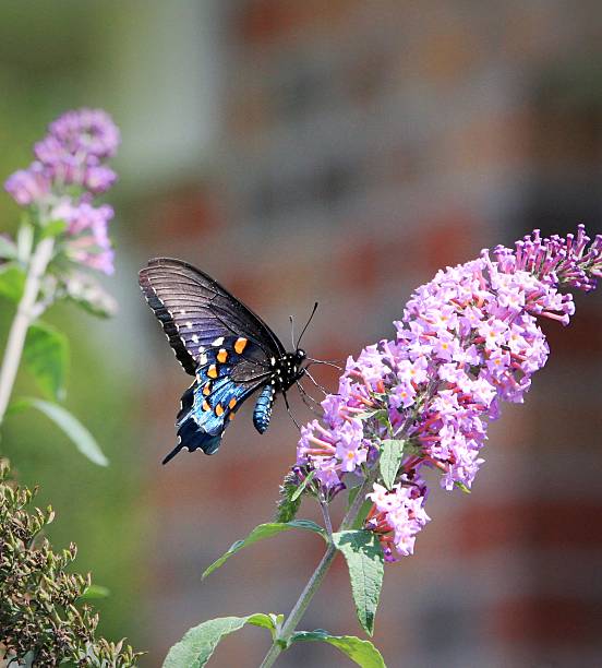 Colorfuf butterfly A  butterfly with mostly black wings with white, orange and blight blue colors feeds on a flower of a butterfly bush. buddleia blue stock pictures, royalty-free photos & images