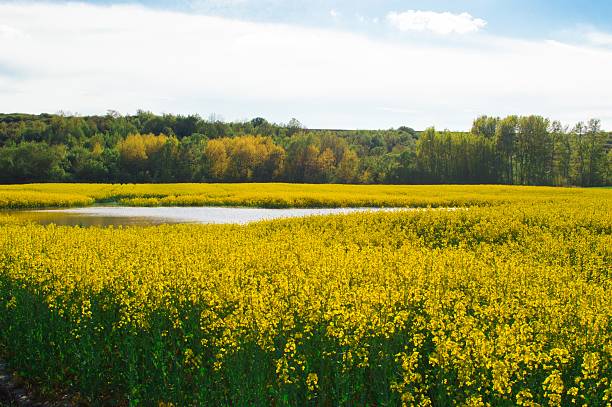 Canola field with water and forest