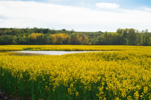 Canola field with water and forest