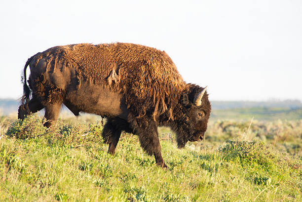 istock Shaggy Bison walking on a hillside in green grass. 490312864