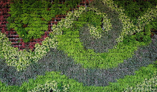 Variety of plants in vertical garden texture wall in wave shape