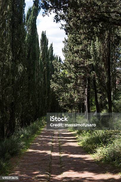 Cipressi In Toscana - Fotografie stock e altre immagini di Albero - Albero, Ambientazione esterna, Ambientazione tranquilla