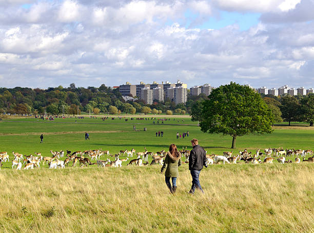 deer en regardant - richmond park photos et images de collection