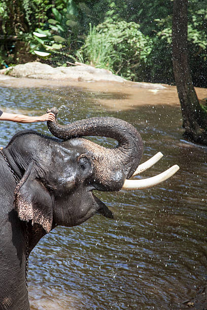 istock Elephant bathing in the river in sunny day 490314134