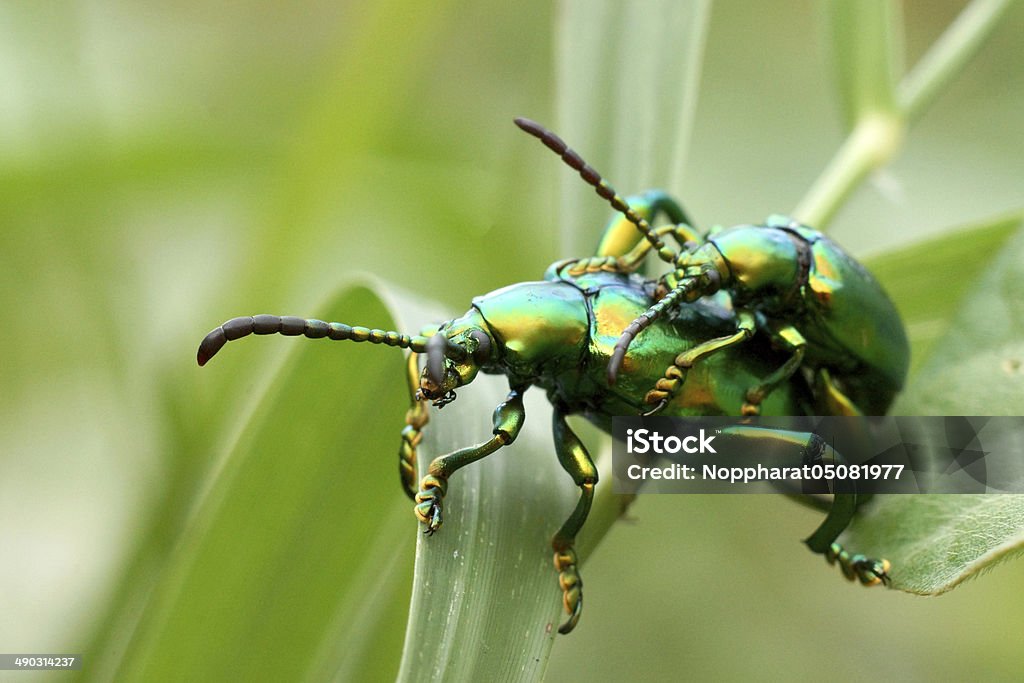 Green Insekten sind Sich paaren - Lizenzfrei Biodiversität Stock-Foto