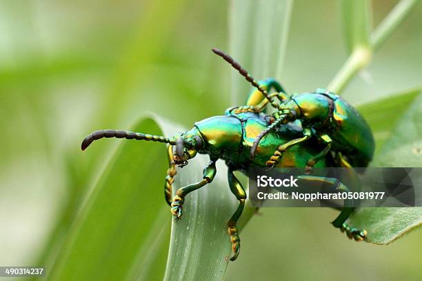 Green Insekten Sind Sich Paaren Stockfoto und mehr Bilder von Biodiversität - Biodiversität, Bunt - Farbton, Europa - Kontinent