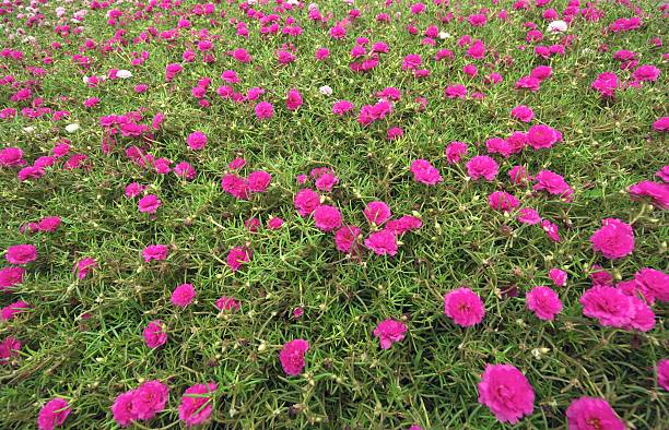 istock Sweet color Common Purslane flowers 490314252