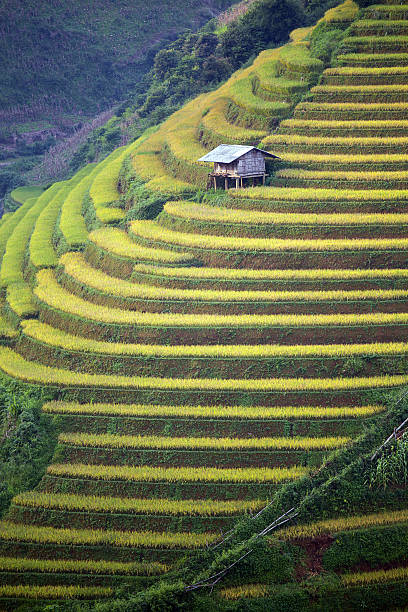 istock Rice Farm in Vietnam 490314274