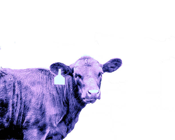 istock Isolated three-quarter view of heifer blue tint 490314362