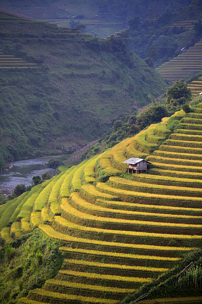 istock Rice Farm in Vietnam 490314402