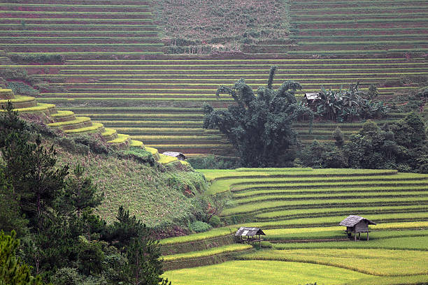 istock Rice Farm in Vietnam 490314478