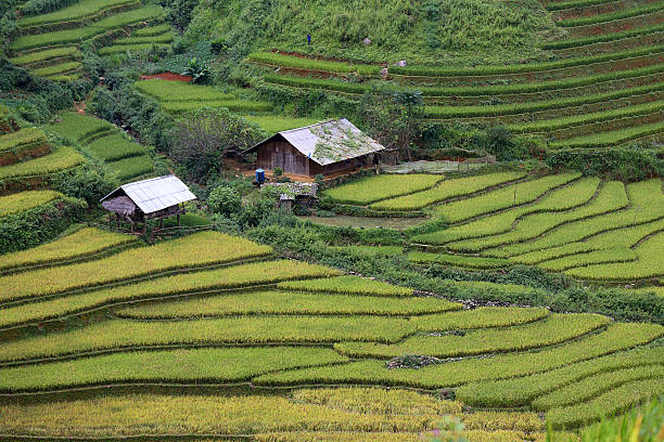 istock Rice Farm in Vietnam 490314548