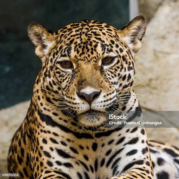 Leopard Stock Photo - Download Image Now - Amur Leopard, Animal, Animal Body Part