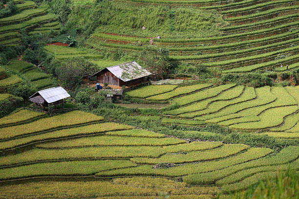 istock Rice Farm in Vietnam 490314700