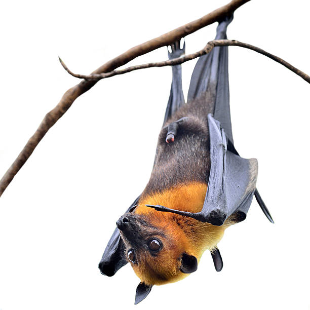 istock Hanging Flying Fox, big bat with open eyes in Halloween 490314862