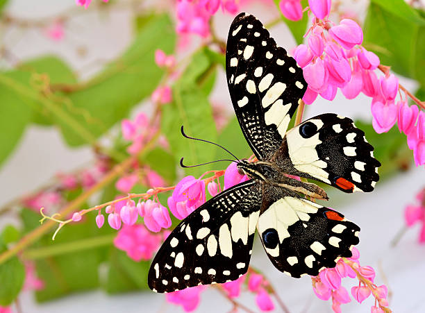 istock Lime Butterfly perching on pink coral vine or mexican creeper 490314906