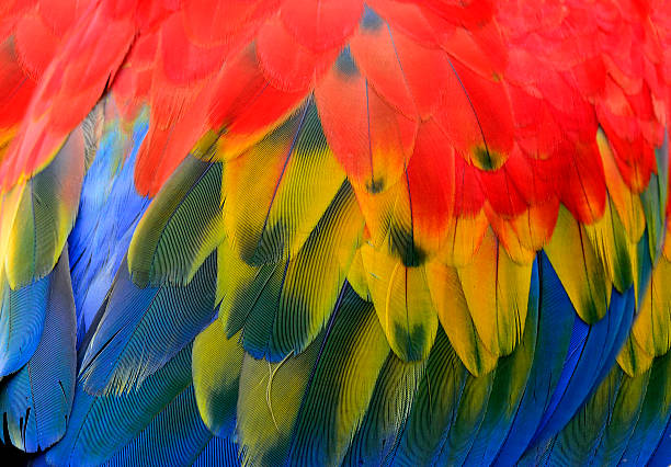 istock Scarlet Macaw Feathers in close up 490314954