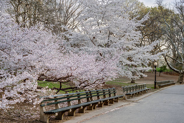 istock Early spring in Central Park, New York City 490315271