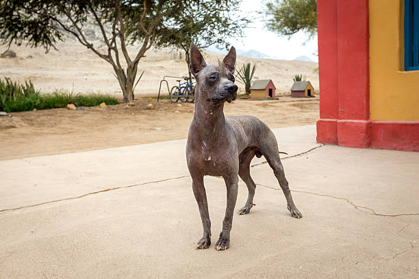 peruano sin vello perro - perro peruano fotografías e imágenes de stock