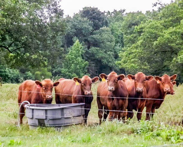 istock Red heifers in front of water tank 490315666