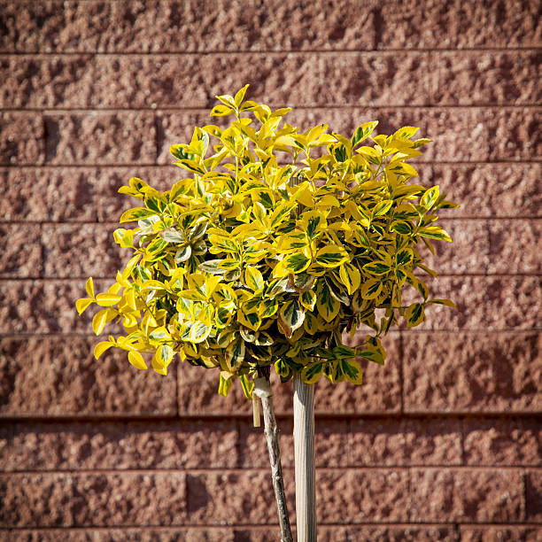 エメラルド金（euonymus fortunei ）に植えられたフロントのレンガの壁 - rosids ストックフォトと画像