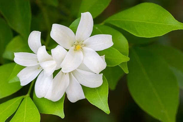 istock Orange Jessamine flowers (Satin-wood, Cosmetic Bark Tree). 490315830