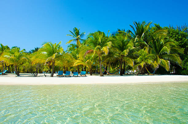 istock Paradise Beach on beautiful island South Water Caye - Belize 490316013