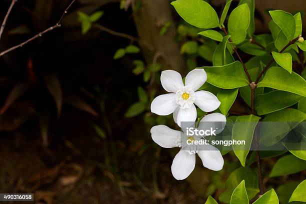 White Inda Flower Wringhtia Antidysenterica Rbr Stock Photo - Download Image Now - 2015, Backgrounds, Beauty