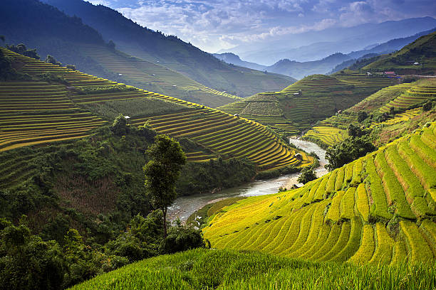 istock Rice Farm in Vietnam 490316478