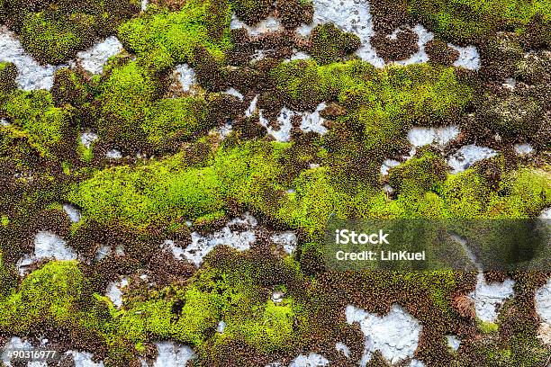 Old Concrete Wall Covered With Moss Pattern Stock Photo - Download Image Now - Abstract, Ancient, Backgrounds