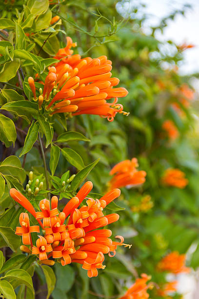 istock Close up Orange trumpet, Flame flower, Fire-cracker vine 490317350