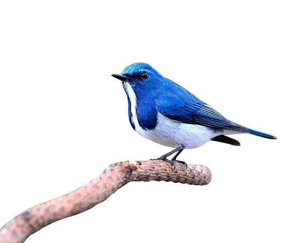 istock Ultramarine flycatcher, beautiful blue bird, posing on the branc 490336504