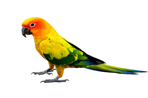 istock Sun Conure, the very beautiful yellow parrot bird fully standing 490336630