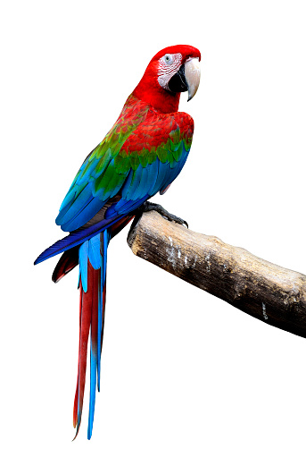 Great Green-winged macaw bird perching on the log isolated on white background