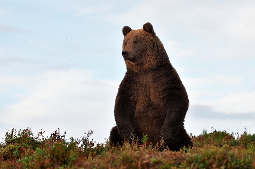 brown bear on the hill with blue sky on background