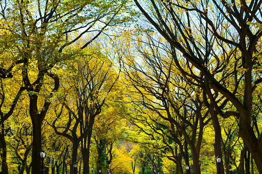 New York City, NY, United States of America. Fall in Central Park.