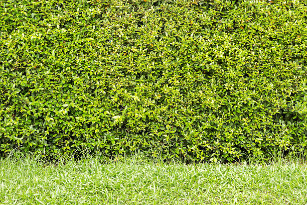 istock trimmed shrub fence and grass. 490339116