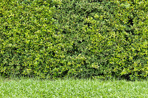 trimmed shrub fence and grass.