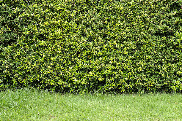 istock trimmed shrub fence and grass. 490339398