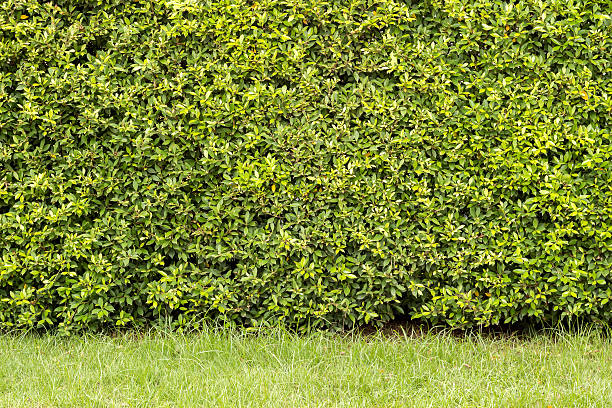 istock trimmed shrub fence and grass. 490339598