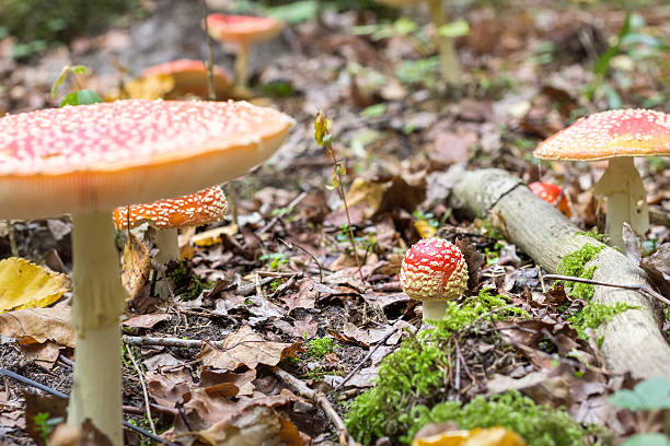 istock Fly agaric in the autumn forest 490340336