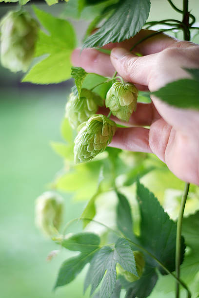 istock Hop flowers cones and hand. 490340348